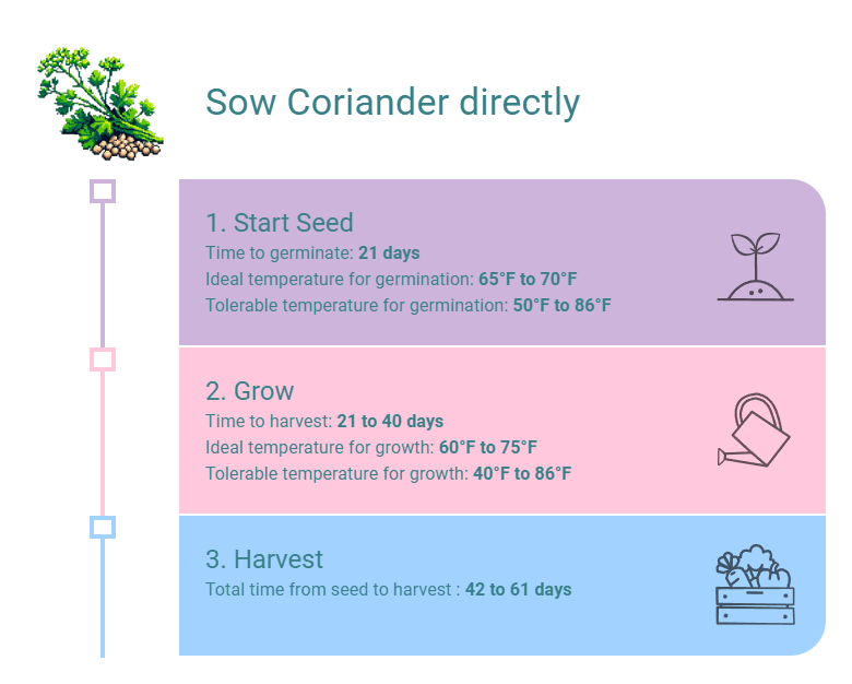 Sow Coriander directly