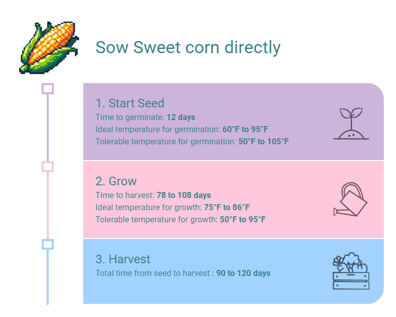 Sow Sweet corn directly