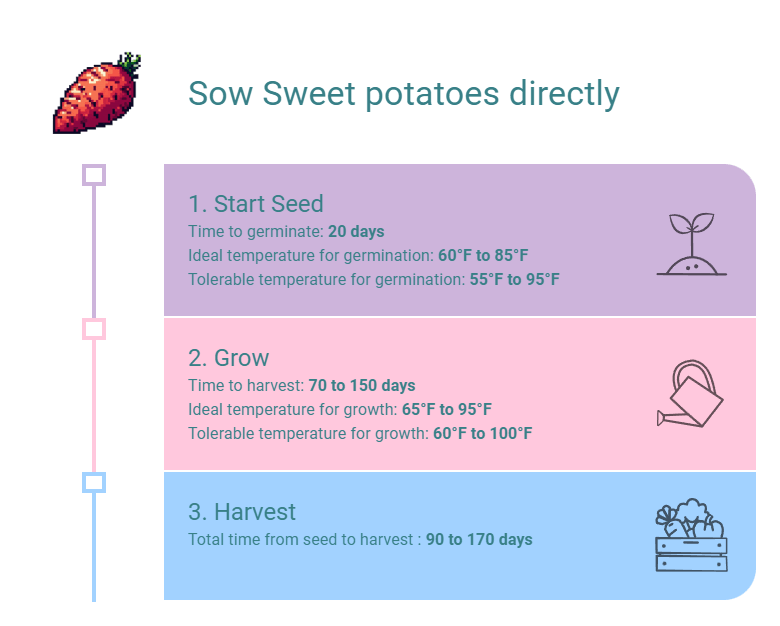 Sow Sweet potatoes directly